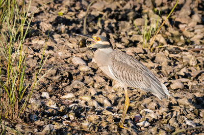 Yellow Crown Night Heron with Crab Supper