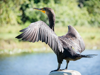 Cormorant Wings Spread
