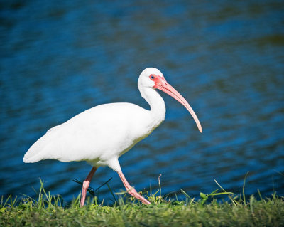 Ibis Strolling