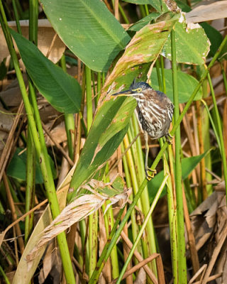 Little Green Heron on Weed