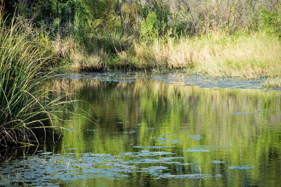 Pond w Reflections
