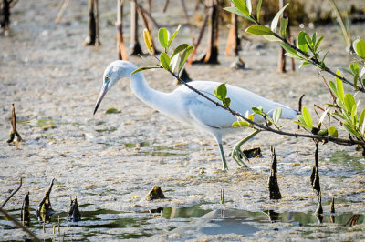 White Morph Reddish Egret