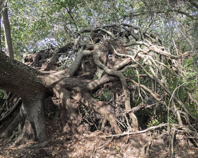 Roots of Fallen Tree