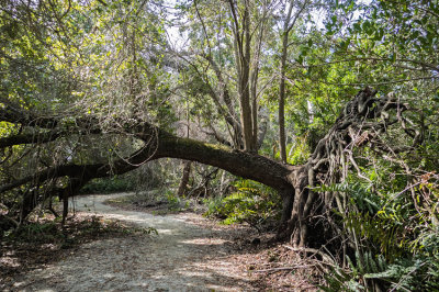 Path under Fallen Tree