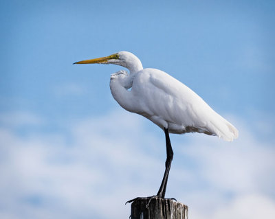 Great Egret on Piling