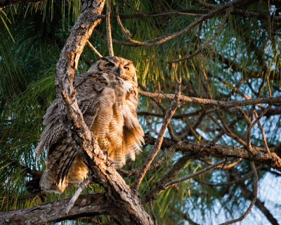 Owl Ruffled Feathers