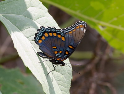 Red-spotted Purple