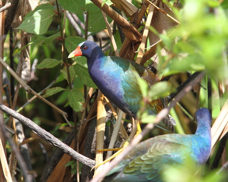 Purple Gallinule