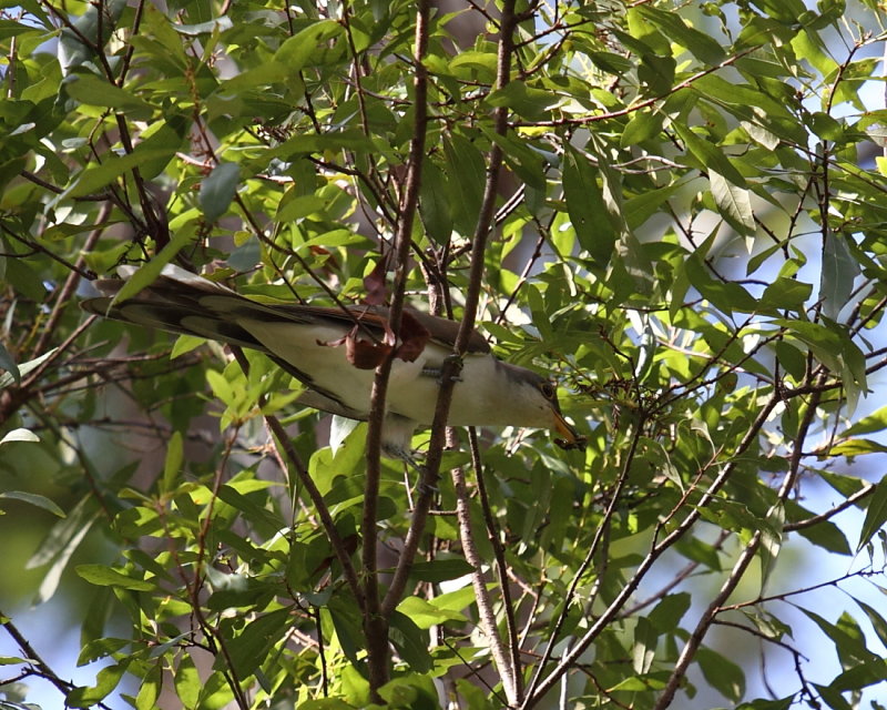 Yellow-billed Cuckoo