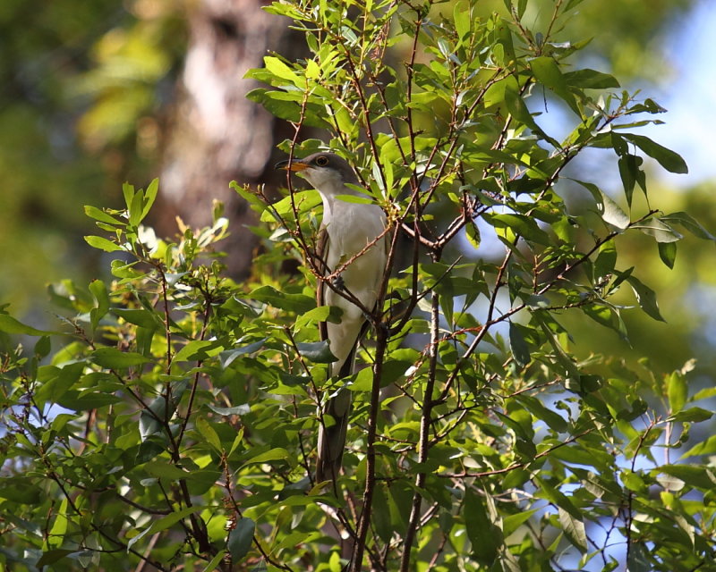Yellow-billed Cuckoo
