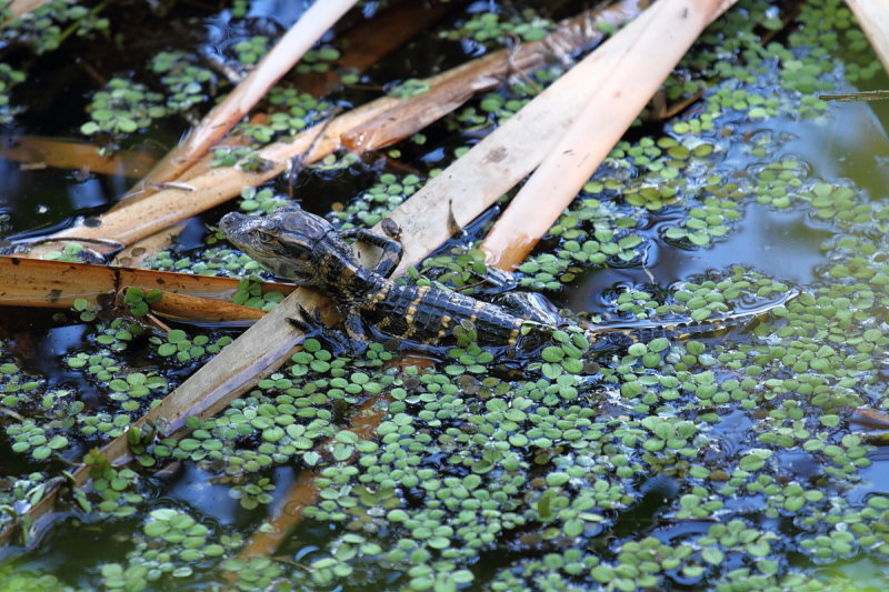 Baby Gator at Six Mile Slough 9-25-14