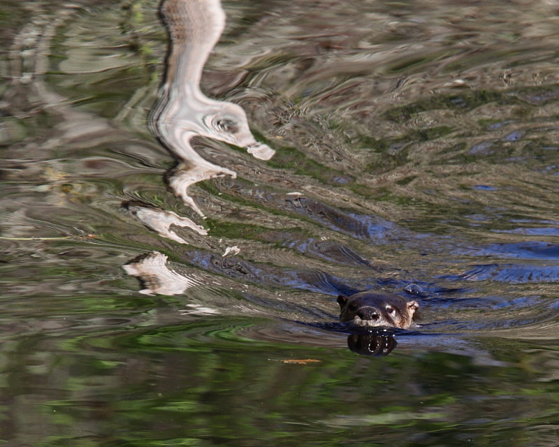 Otter at Wood Duck Pond, Six Mile Slough