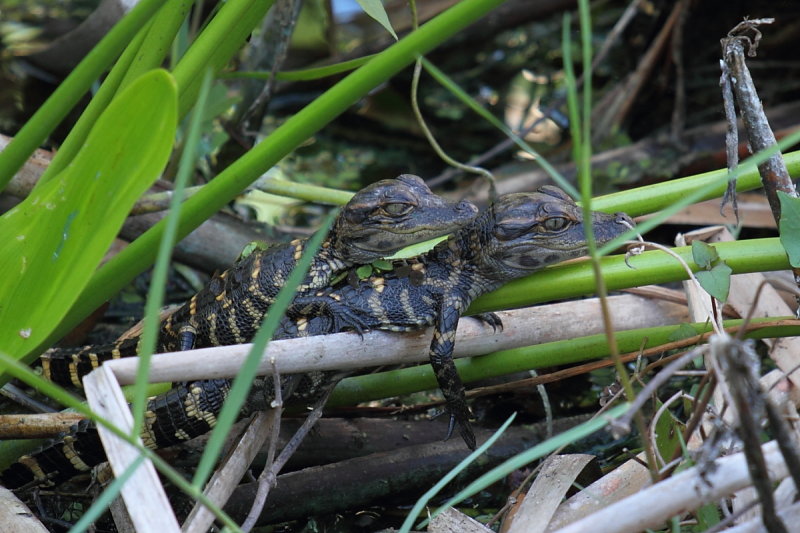 Baby Gator at Six Mile Slough 11-04-14