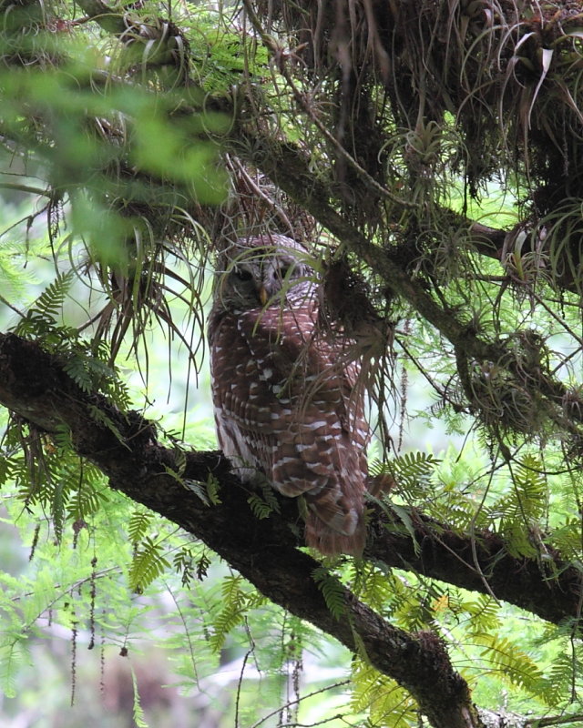 Barred Owl at Six Mile Slough