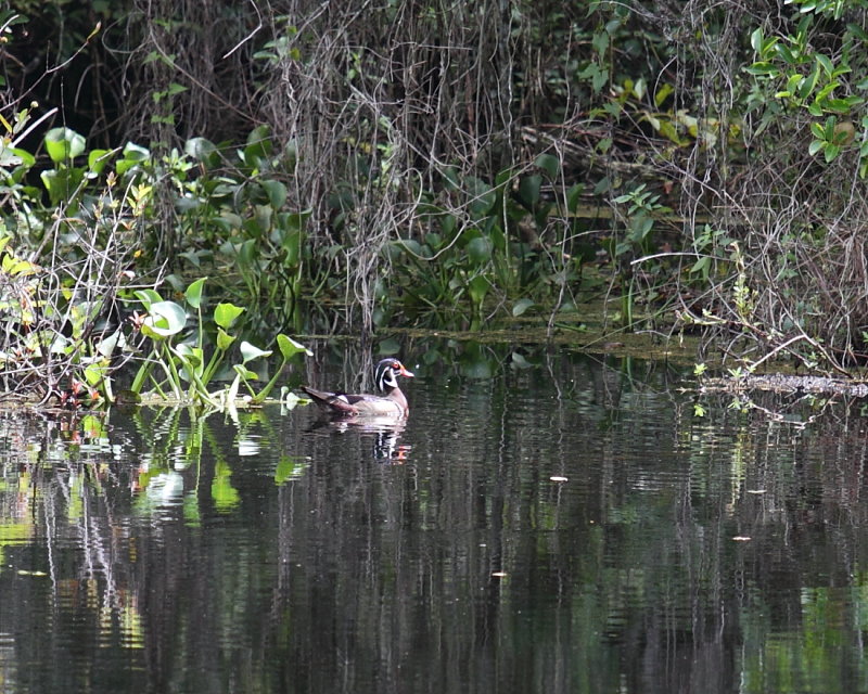 Wood Duck at Six Mile Slough