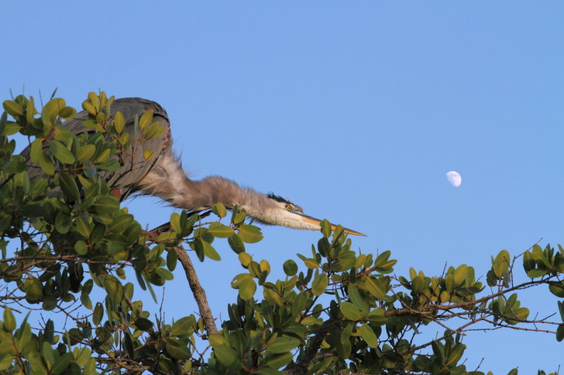 Great Blue with the Moon