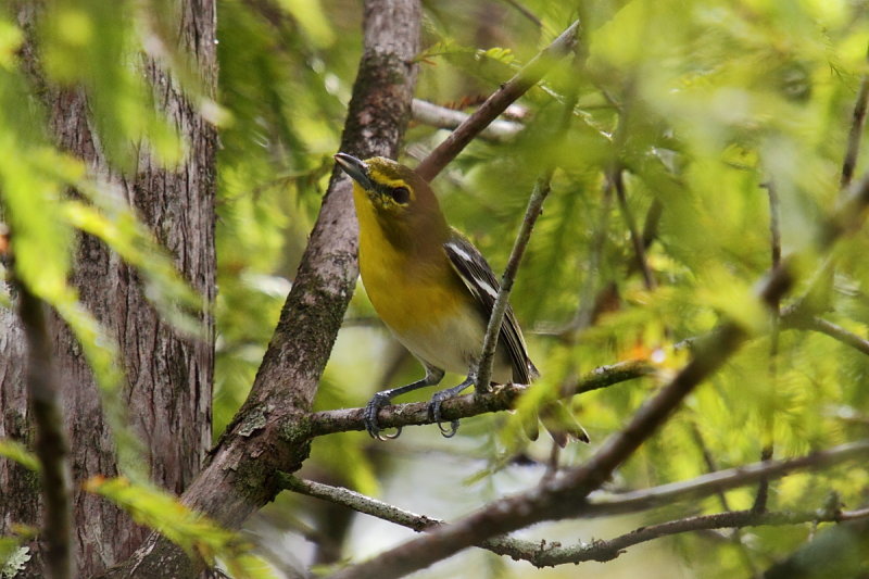 Yellow-Throated Vireo