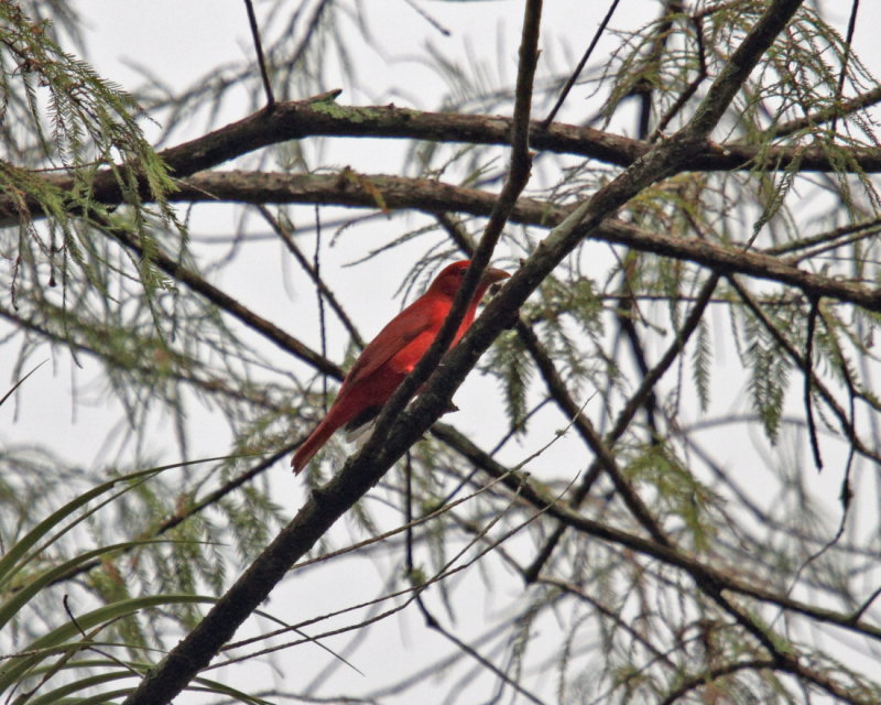 Summer Tanager