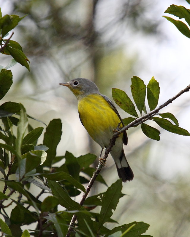 Magnolia warbler