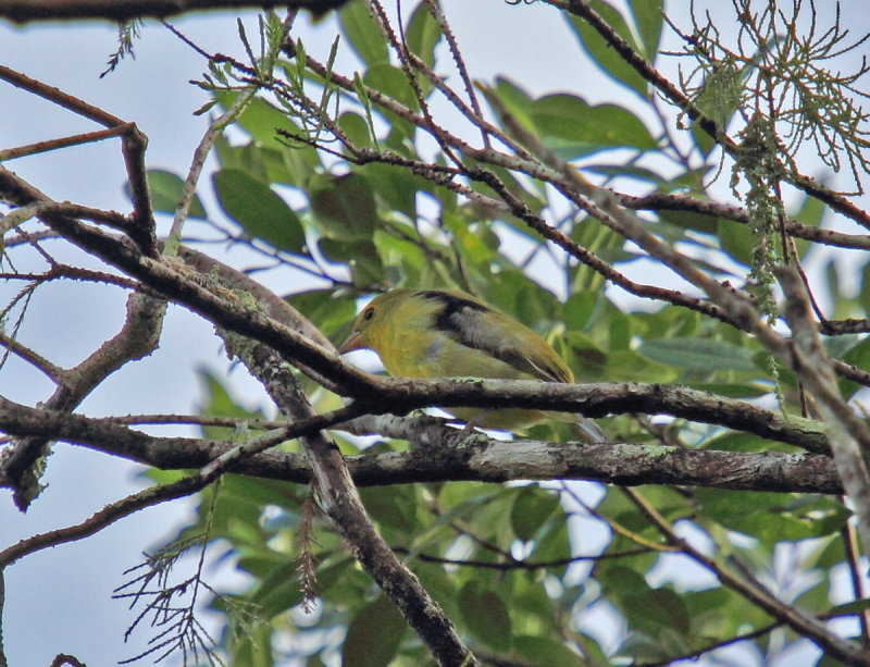 Scarlet tanager