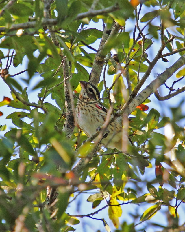 Rose-Breasted Grosbeak
