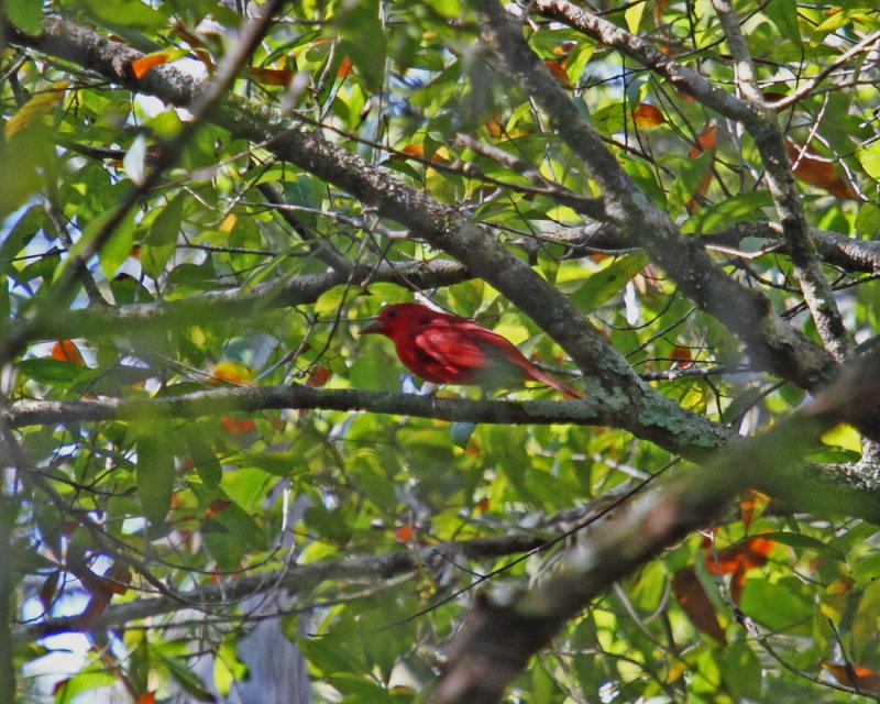 Summer Tanager