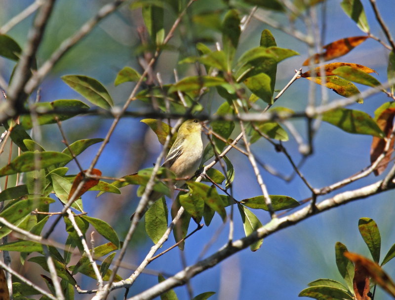Bay breasted warbler