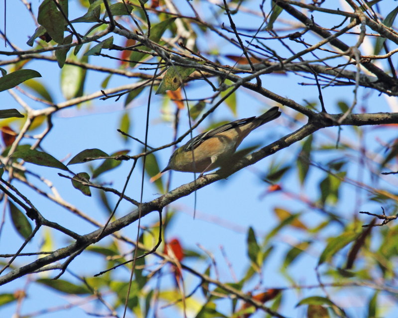 Bay breasted warbler