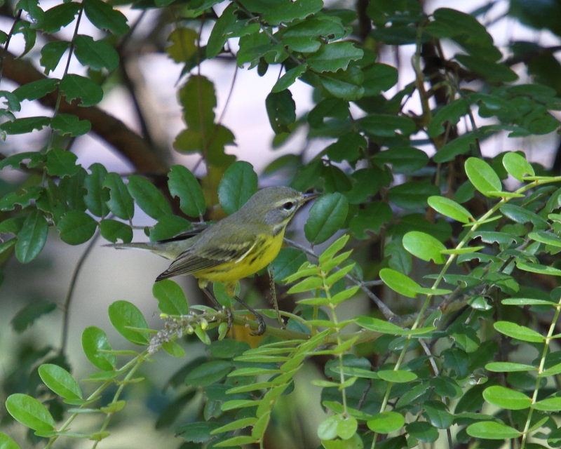 IMG_3868res.JPG