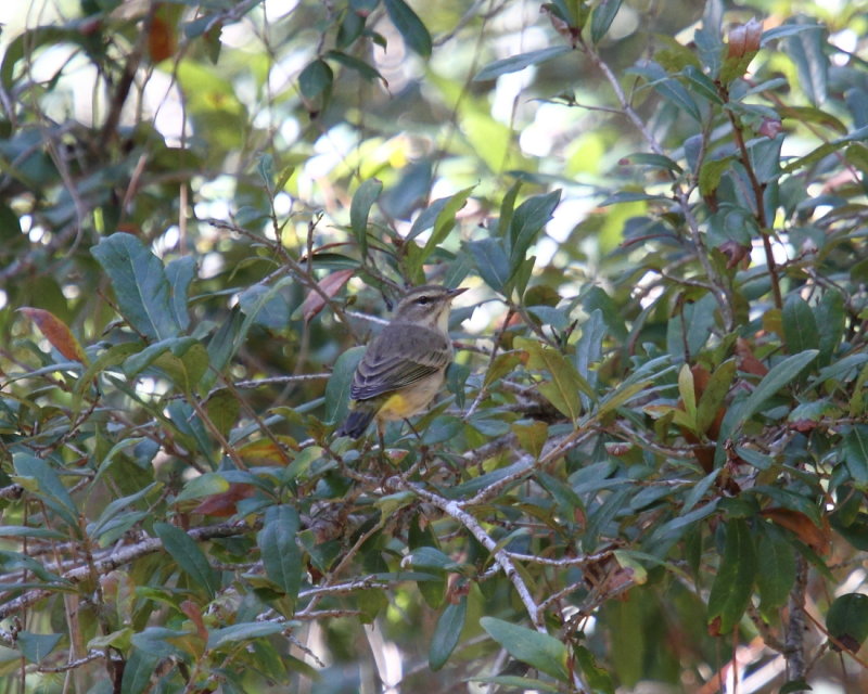 IMG_3876res.JPG