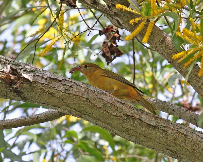 Summer Tanager