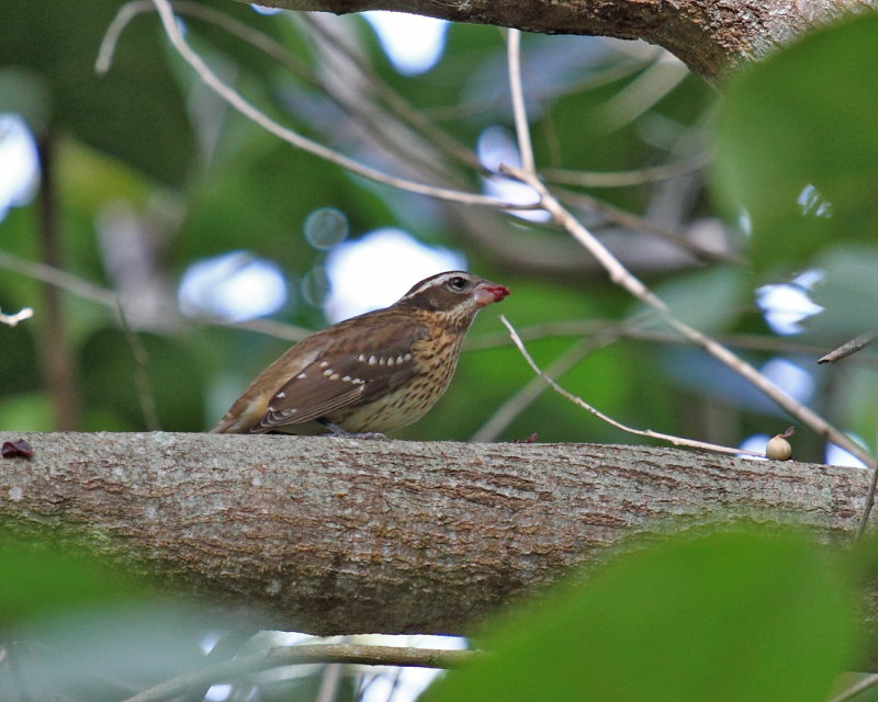 Female Rose breasted Grosbeak