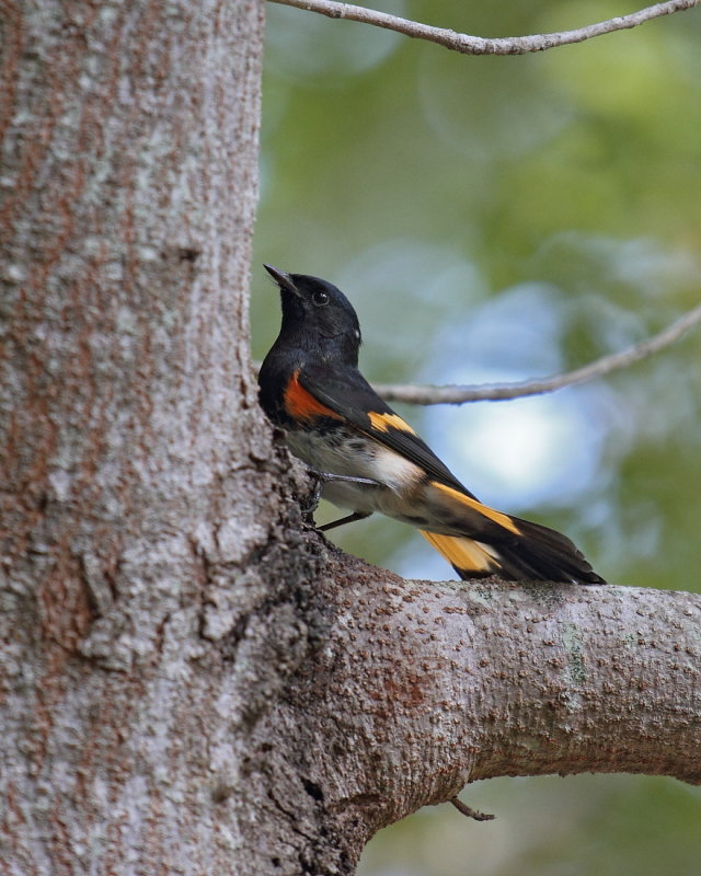 Male Redstart