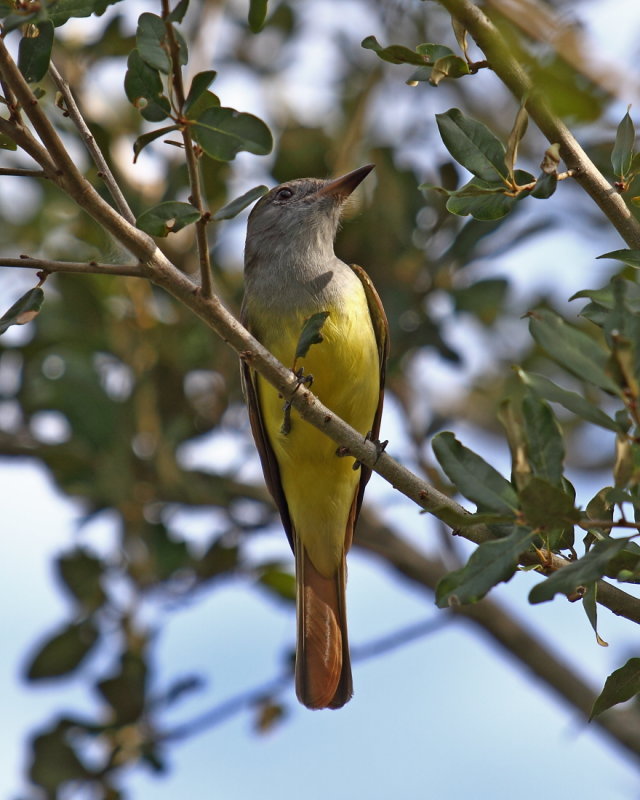 Great Crested Flycatcher