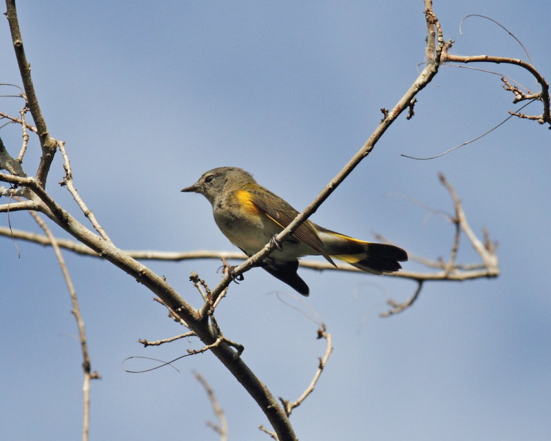 Female Redstart
