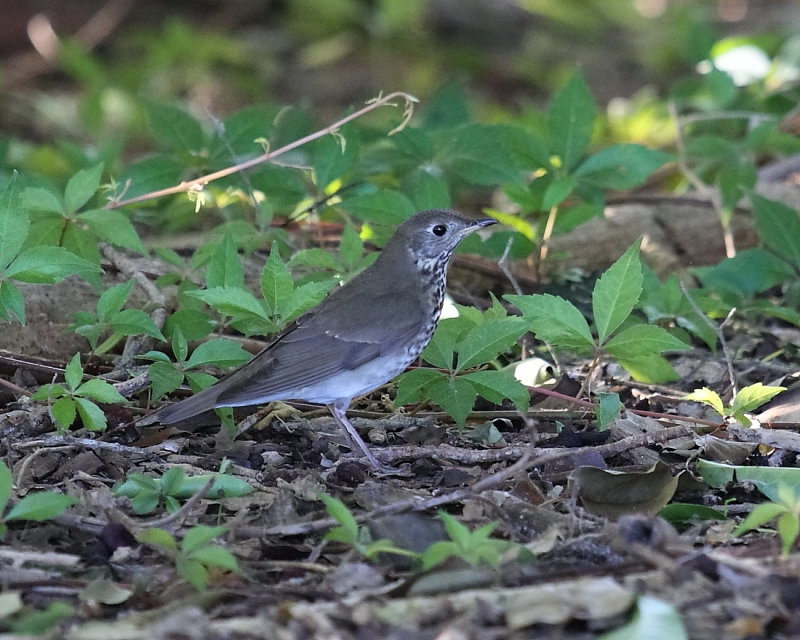 Gray cheeked Thrush