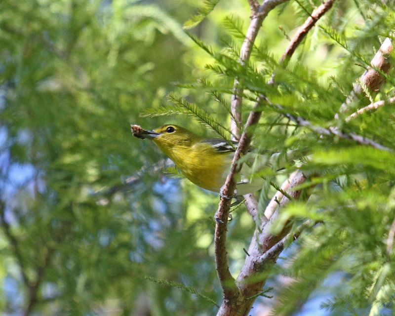 Yellow Throated Vireo