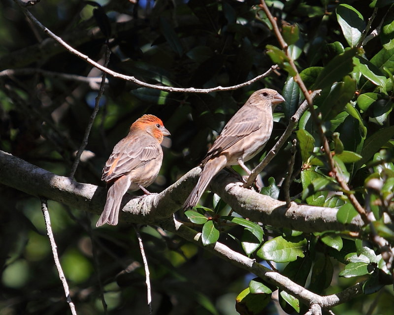 Male and Female House Finch