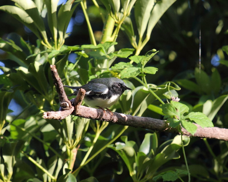Black throated Blue warbler