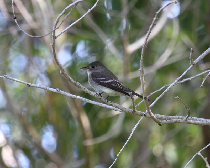 Eastern Wood Peewee
