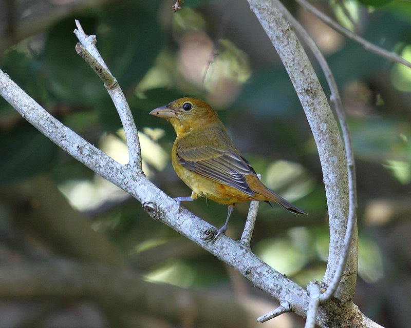 Summer Tanager