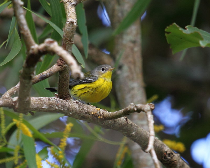 Magnolia Warbler