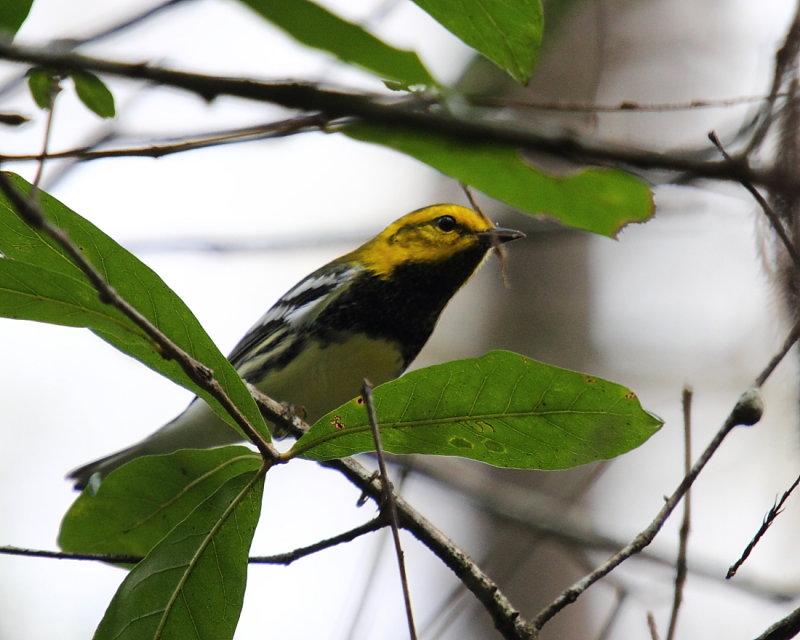 IMG_5001res.JPG