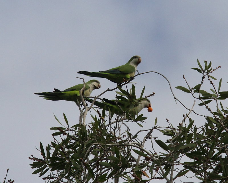 Monk Parrot