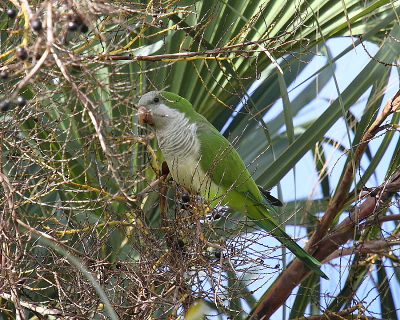 Monk Parrot