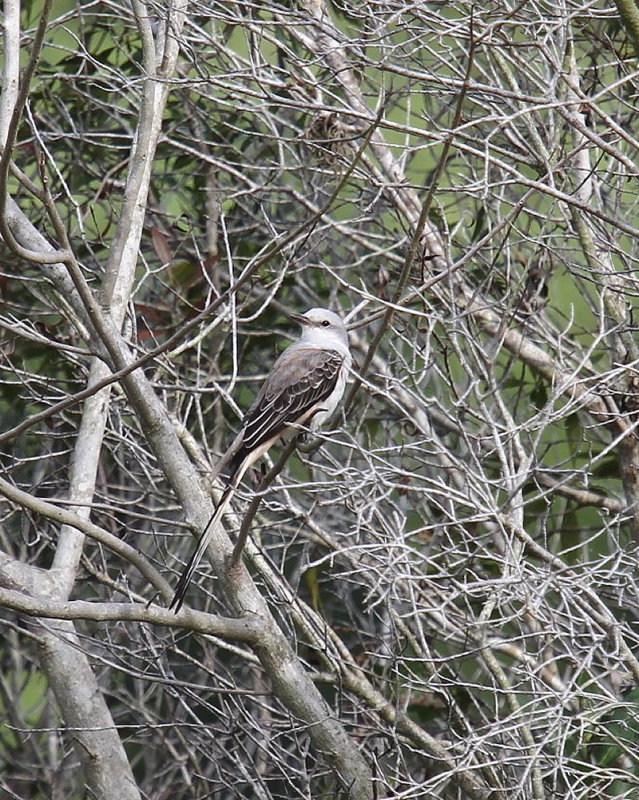 Scissor-tailed Flycatcher
