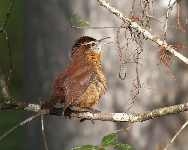 Carolina Wren