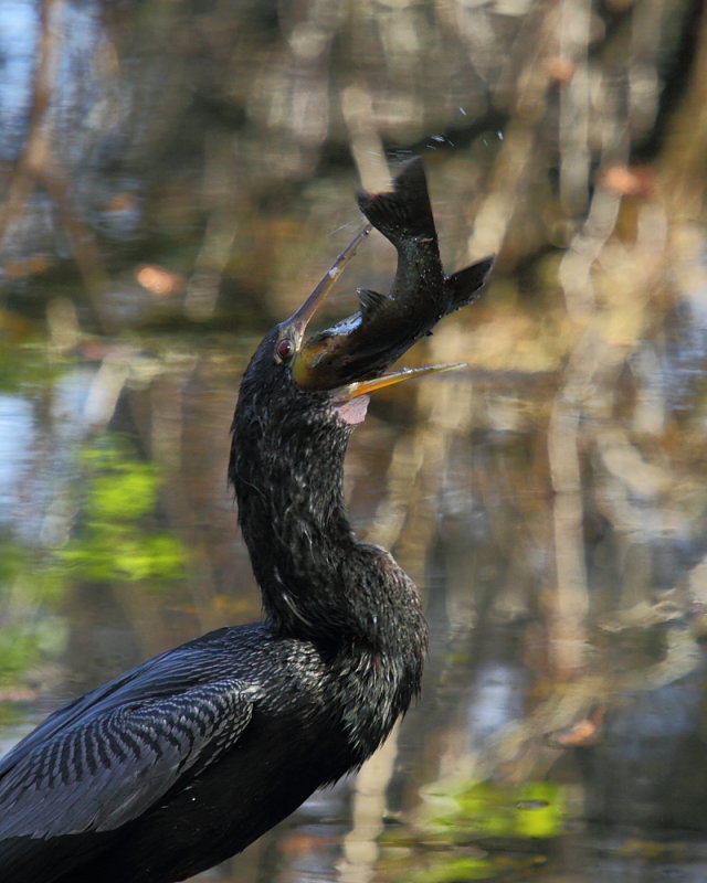 IMG_5959res.JPG