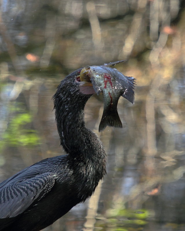 IMG_5960res.JPG