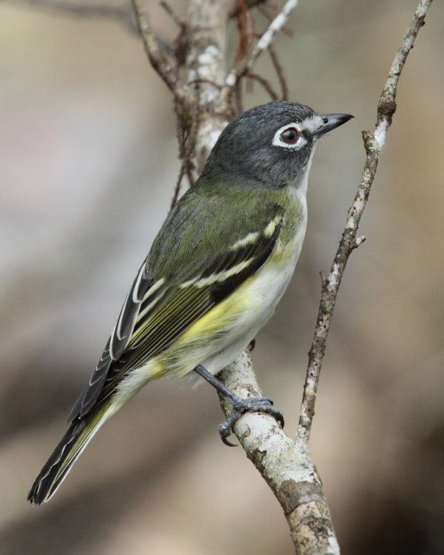 Blue Headed Vireo